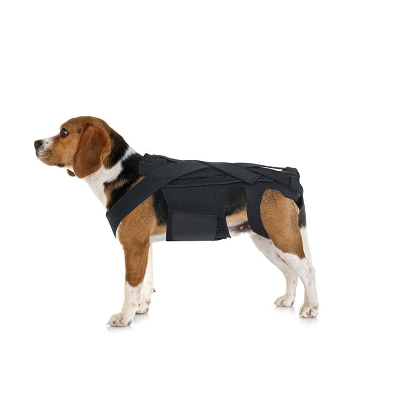 Dog Back Brace for IVDD, Arthritis & Recovery