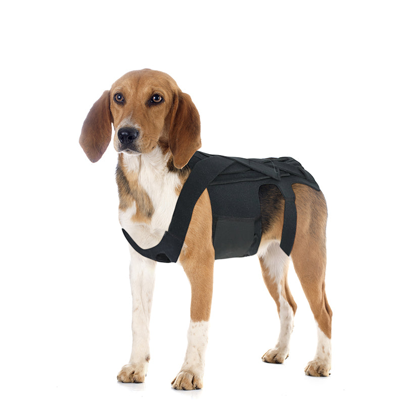 Dog Back Brace for IVDD, Arthritis & Recovery