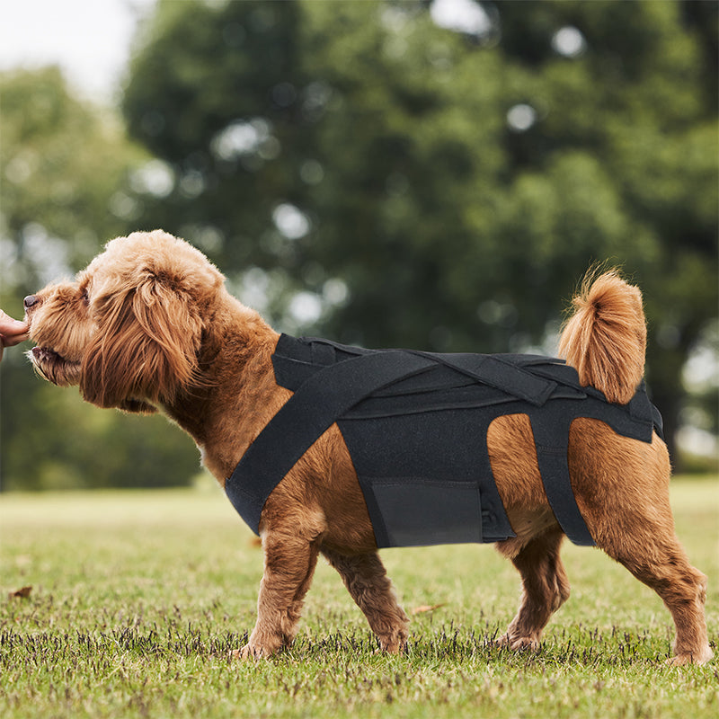 Dog Back Brace for IVDD, Arthritis & Recovery